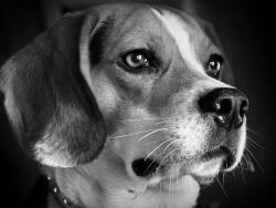 Beagle_dog_Wallpaper_3tog.jpg
