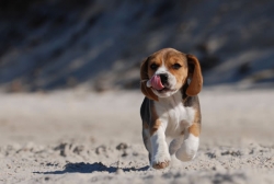 Beagle-9-picture.jpg