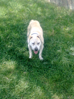 Ares