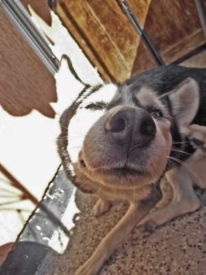 Физиономий