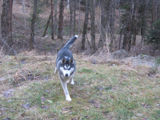 ARES
