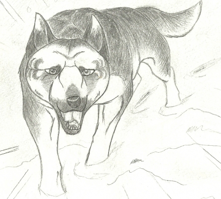 DOG10003.jpg