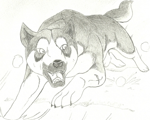DOG10007.jpg