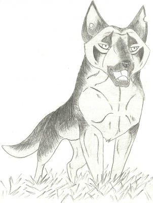 DOG10005.jpg