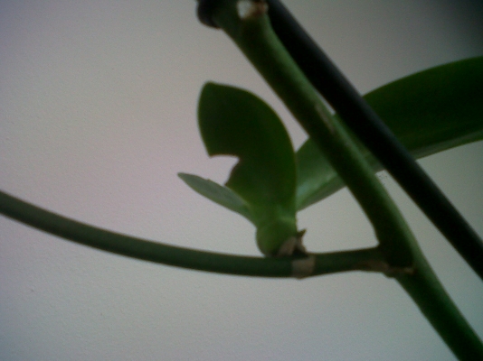 IMG00417-20120717-1153.jpg