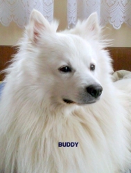 BUDDY.jpg