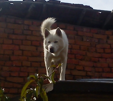 DSC00040 - Copy.jpg