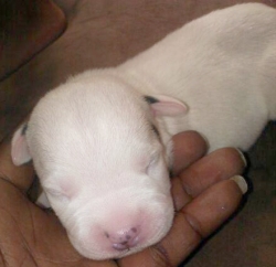 6 days old