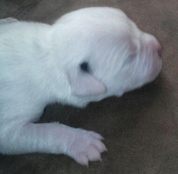 5 days old