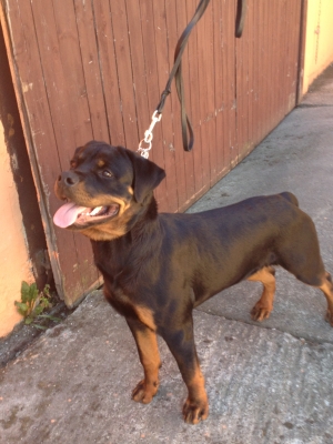 Neron junior