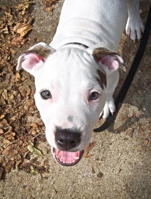 11 weeks