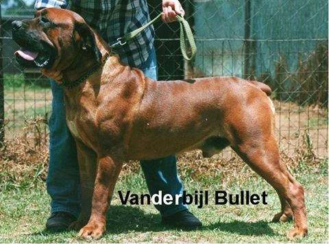 Vanderbijl Bullet.jpg