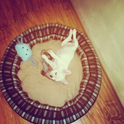 when you do something wrong , just lay down and act innocent ! your human  won't be able to resist you