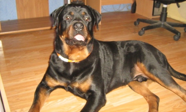 richi 1.JPG