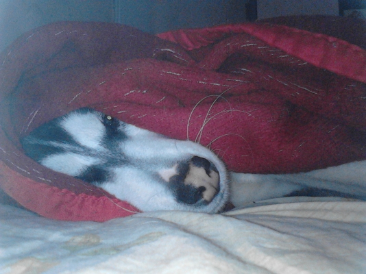IMG_20121217_112326.jpg
