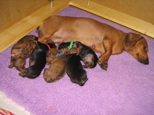 10_puppies.jpg