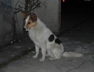 Прикачена снимка