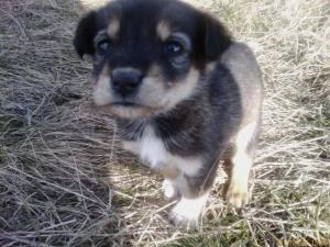 Прикачена снимка