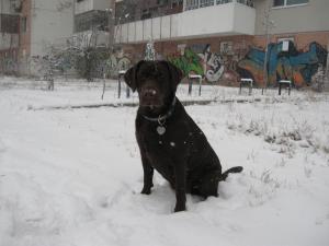 Прикачена снимка