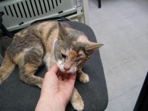 Прикачена снимка