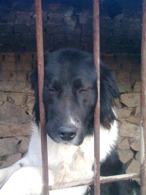 Прикачена снимка
