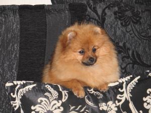 Прикачена снимка