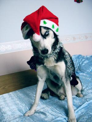 Прикачена снимка