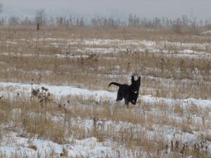 Прикачена снимка