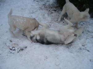Прикачена снимка