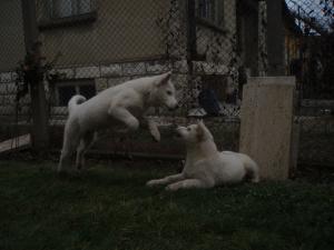 Прикачена снимка