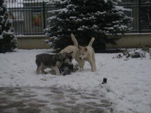 Прикачена снимка