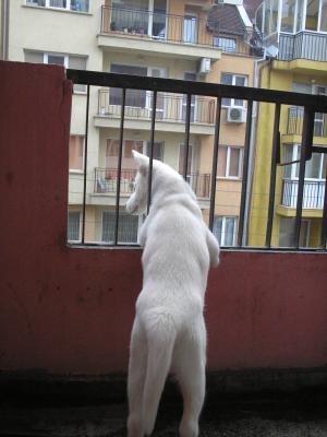 Прикачена снимка