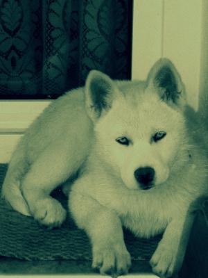Прикачена снимка