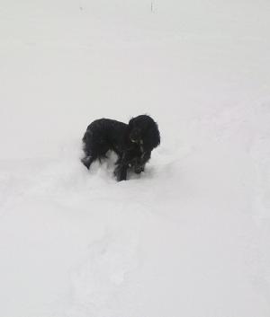 Прикачена снимка