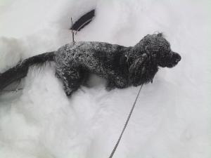 Прикачена снимка
