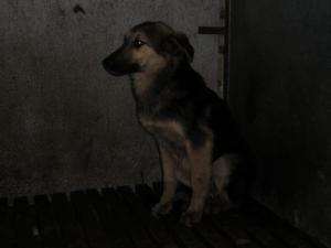 Прикачена снимка