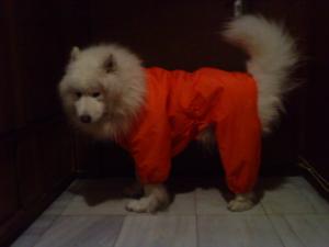 Прикачена снимка