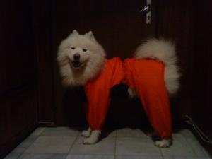 Прикачена снимка