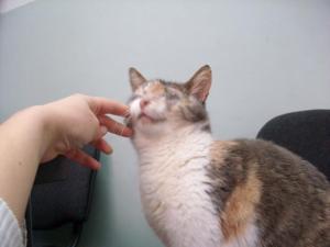 Прикачена снимка