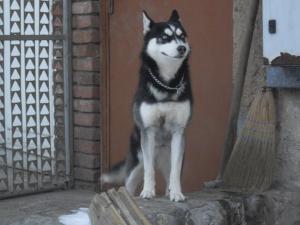 Прикачена снимка