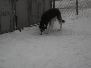 Прикачена снимка