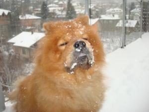 Прикачена снимка