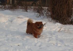 Прикачена снимка