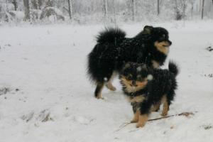 Прикачена снимка