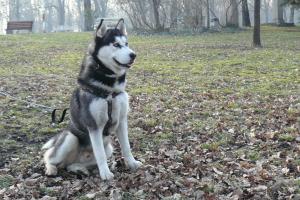 Прикачена снимка