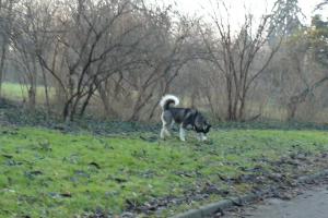 Прикачена снимка