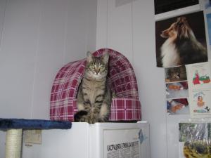 Прикачена снимка