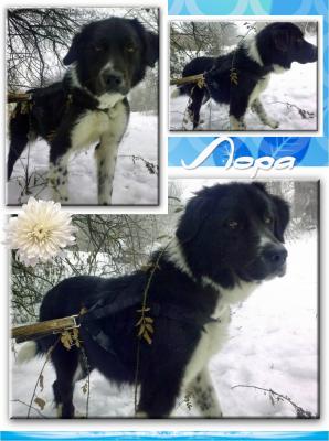 Прикачена снимка