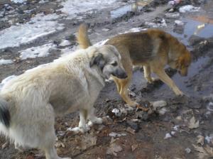 Прикачена снимка