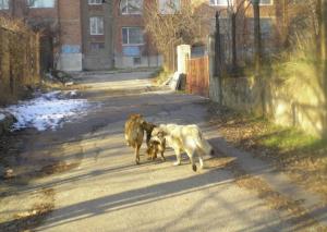Прикачена снимка